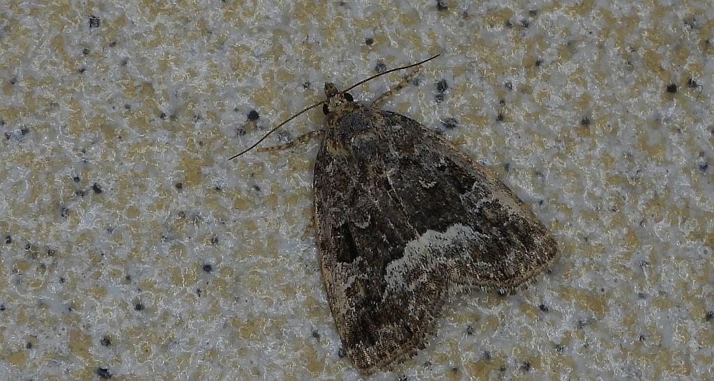 Białoplamica leśniczka, galonówka ostrężyca (Protodeltote pygarga, Deltote pygarga)