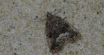 Białoplamica leśniczka, galonówka ostrężyca (Protodeltote pygarga, Deltote pygarga)