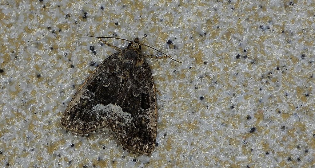 Białoplamica leśniczka, galonówka ostrężyca (Protodeltote pygarga, Deltote pygarga)
