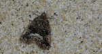 Białoplamica leśniczka, galonówka ostrężyca (Protodeltote pygarga, Deltote pygarga)