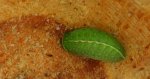Ślimakówka pomrowik (Apoda limacodes)