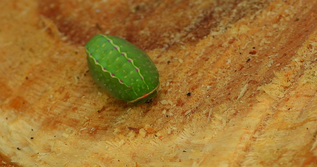 Ślimakówka pomrowik (Apoda limacodes)