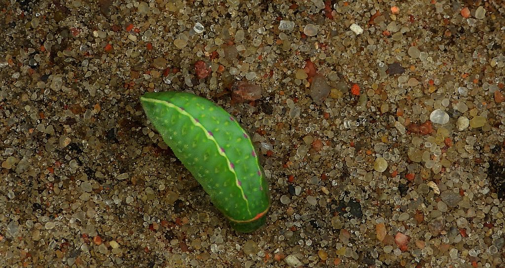 Ślimakówka pomrowik (Apoda limacodes)