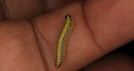 Rozcinka pyleniczanka (Evergestis extimalis)