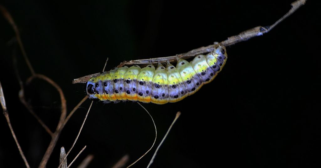 Rozcinka pyleniczanka (Evergestis extimalis)