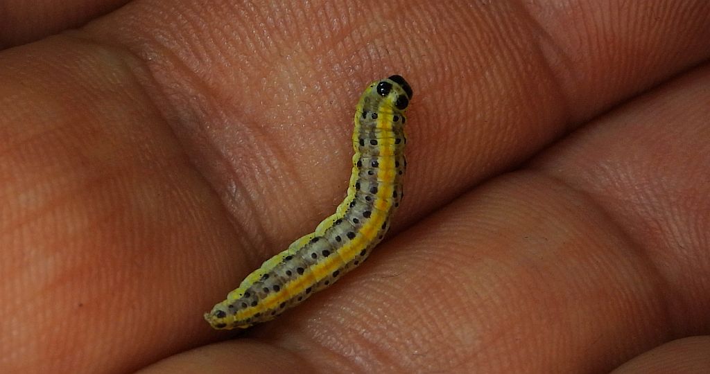 Rozcinka pyleniczanka (Evergestis extimalis)