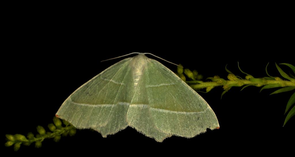 Ostrolot muszlowiak (Campaea margaritata)