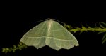 Ostrolot muszlowiak (Campaea margaritata)
