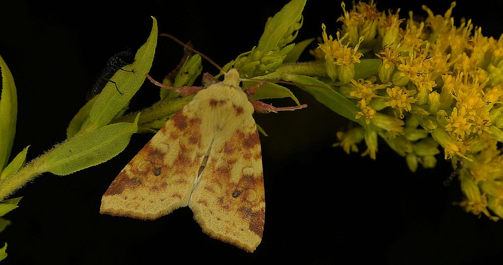 Ozimica rdzawka (Xanthia /Cirrhia/ icteritia)