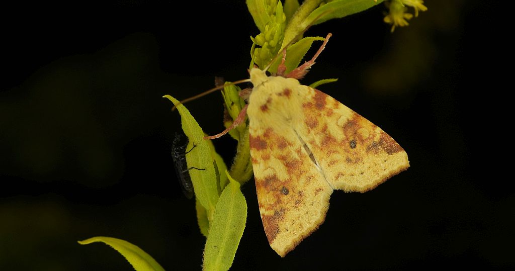 Ozimica rdzawka (Xanthia /Cirrhia/ icteritia)