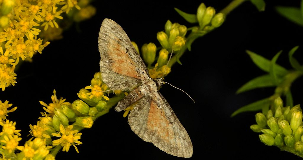 Grotnik wrotyczak (Eupithecia icterata)