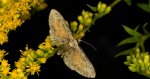 Grotnik wrotyczak (Eupithecia icterata)