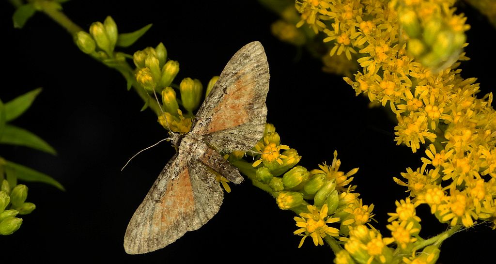 Grotnik wrotyczak (Eupithecia icterata)