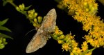 Grotnik wrotyczak (Eupithecia icterata)