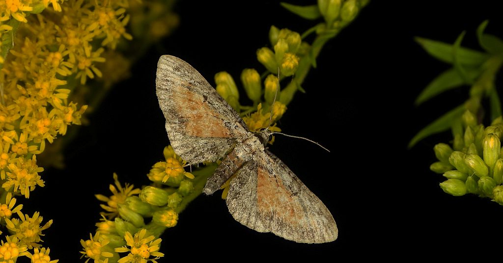Grotnik wrotyczak (Eupithecia icterata)