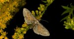 Grotnik wrotyczak (Eupithecia icterata)