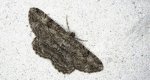 Przylepek kruszyniak (Peribatodes rhomboidaria)