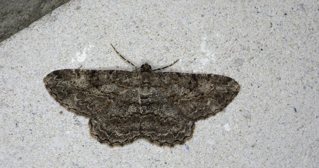 Przylepek kruszyniak (Peribatodes rhomboidaria)