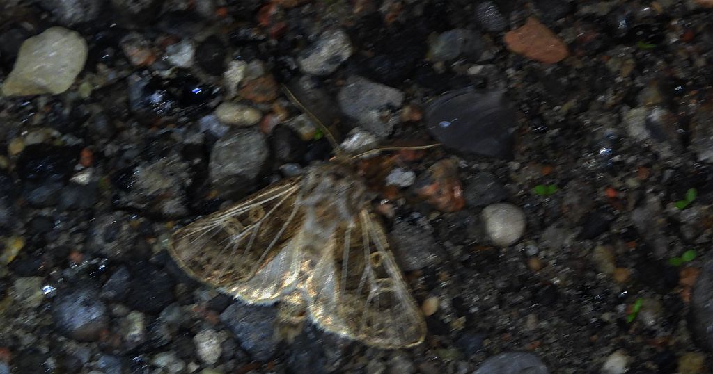 Piętnówka perzanka (Tholera decimalis)
