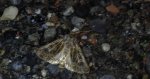 Piętnówka perzanka (Tholera decimalis)