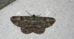 Przylepek kruszyniak (Peribatodes rhomboidaria)