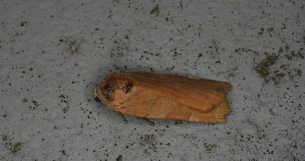 Rolnica aksamitka (Noctua fimbriata)