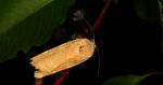 Rolnica aksamitka (Noctua fimbriata)