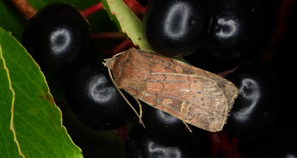 Rolnica znakówka (Xestia xanthographa)