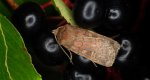 Rolnica znakówka (Xestia xanthographa)