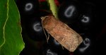 Rolnica znakówka (Xestia xanthographa)