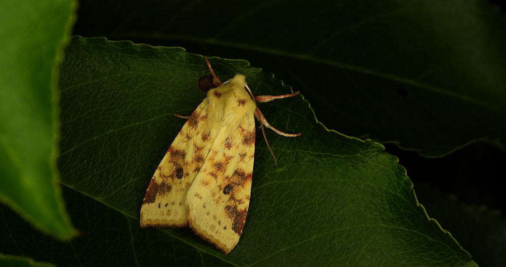 Ozimica rdzawka (Xanthia /Cirrhia/ icteritia)