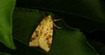 Ozimica rdzawka (Xanthia /Cirrhia/ icteritia)