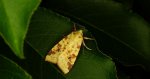 Ozimica rdzawka (Xanthia /Cirrhia/ icteritia)