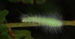 Wieczernica królicówka (Acronicta leporina)