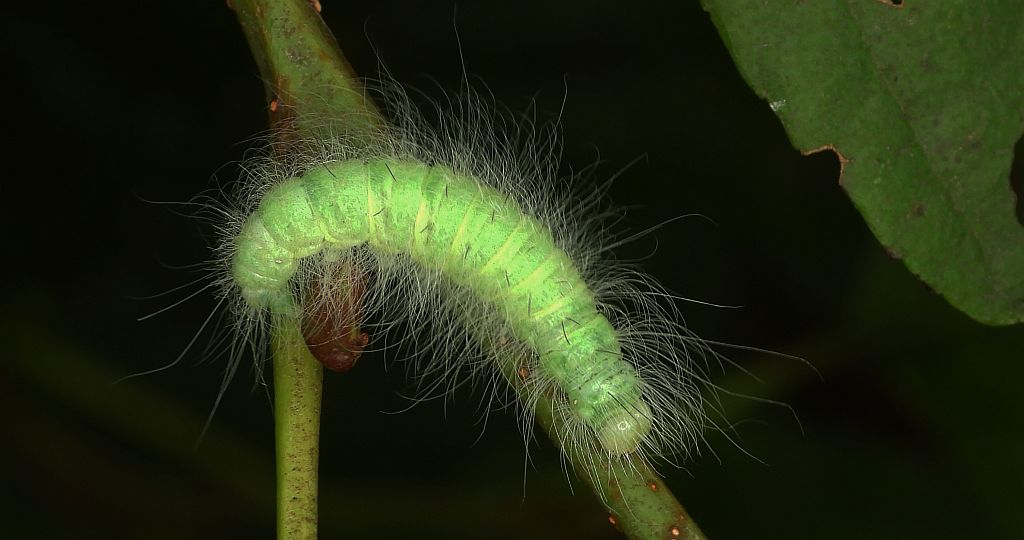 Wieczernica królicówka (Acronicta leporina)