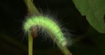 Wieczernica królicówka (Acronicta leporina)