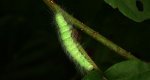 Wieczernica królicówka (Acronicta leporina)