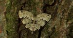 Paśnik zieleniak (Colostygia pectinataria)