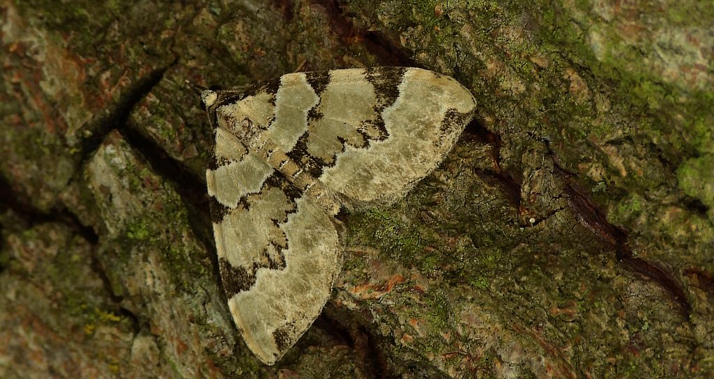 Paśnik zieleniak (Colostygia pectinataria)