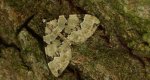 Paśnik zieleniak (Colostygia pectinataria)