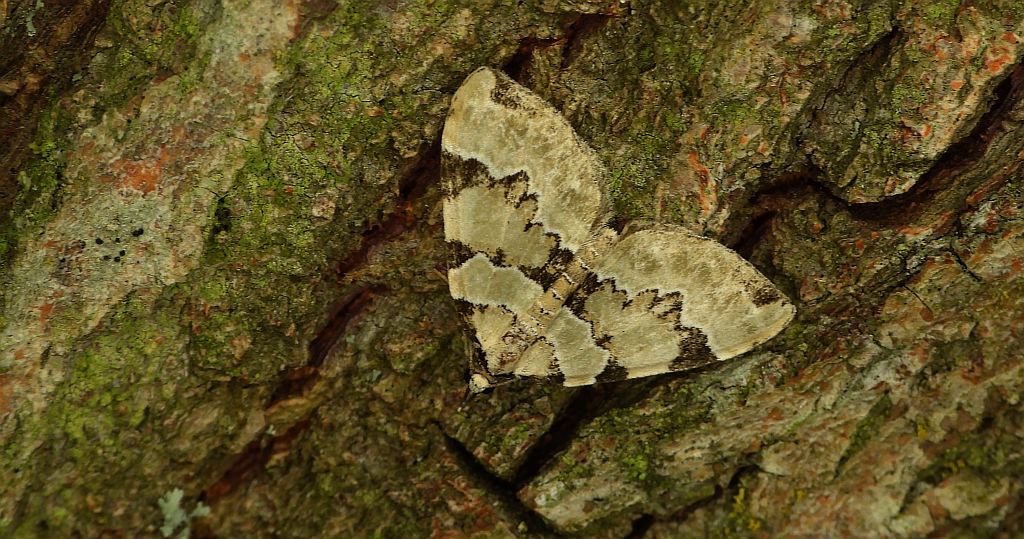 Paśnik zieleniak (Colostygia pectinataria)