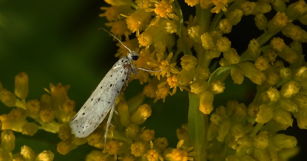 Namiotnik czeremszaczek (Yponomeuta evonymella)