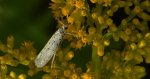 Namiotnik czeremszaczek (Yponomeuta evonymella)