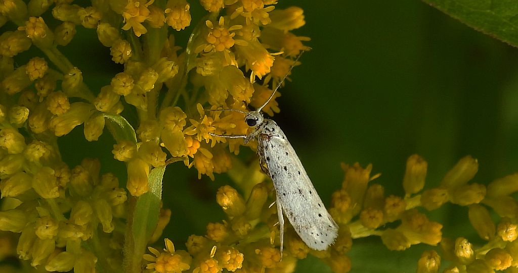 Namiotnik czeremszaczek (Yponomeuta evonymella)