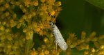 Namiotnik czeremszaczek (Yponomeuta evonymella)