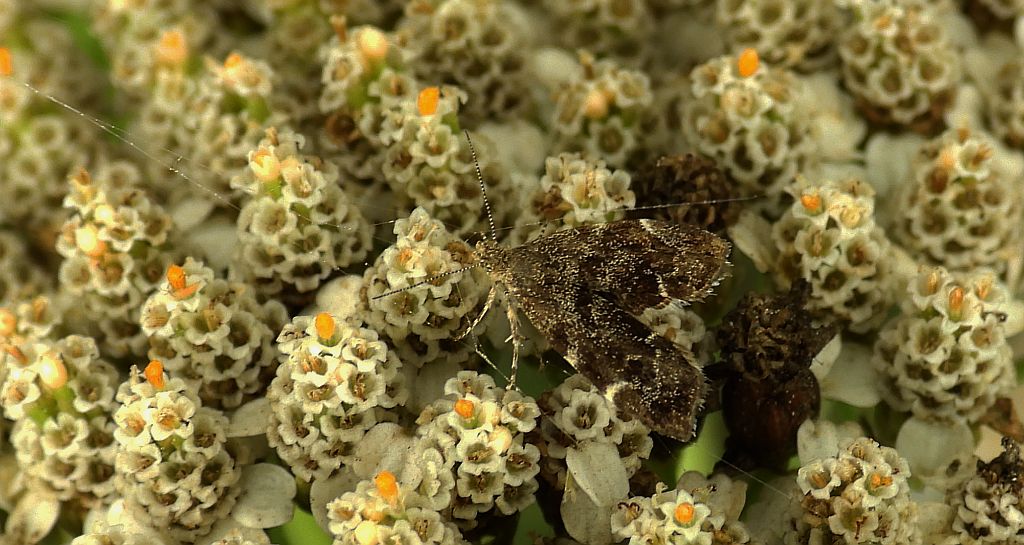 Wznosik Fabrycjusza (Anthophila fabriciana)