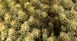 Wznosik Fabrycjusza (Anthophila fabriciana)