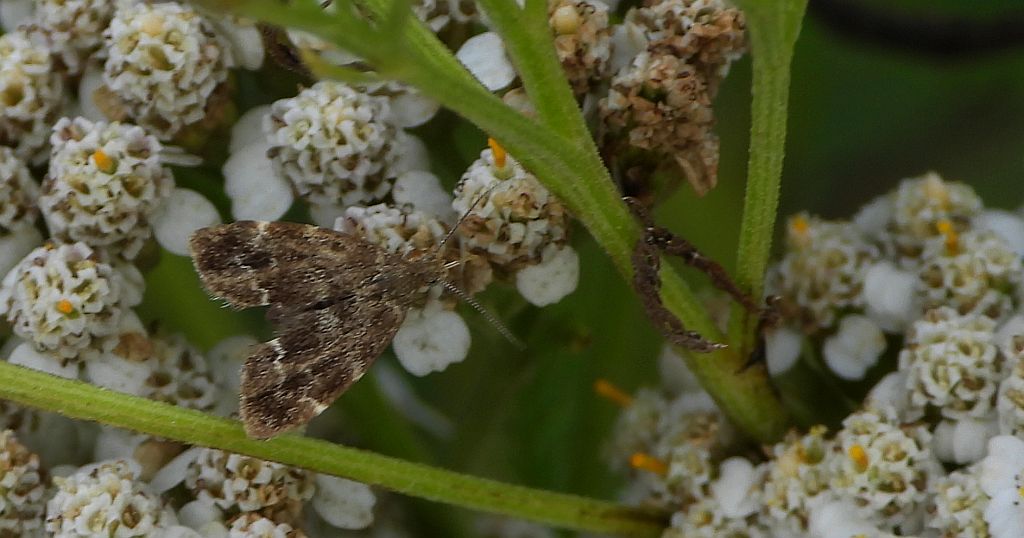 Wznosik Fabrycjusza (Anthophila fabriciana)