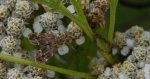 Wznosik Fabrycjusza (Anthophila fabriciana)