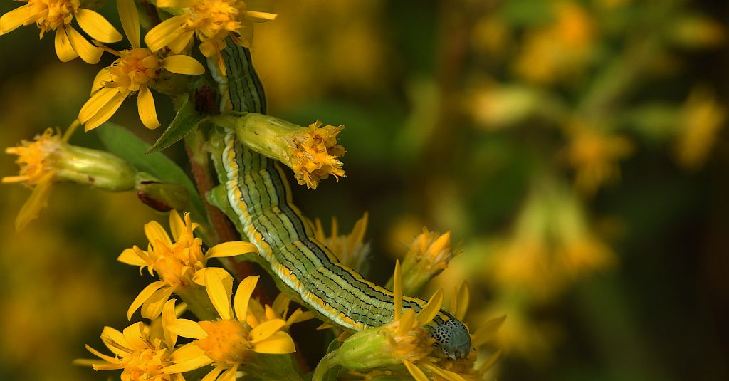 Kapturnica nawłociówka (Cucullia asteris)